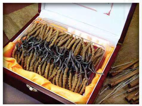 仁布冬虫夏草回收